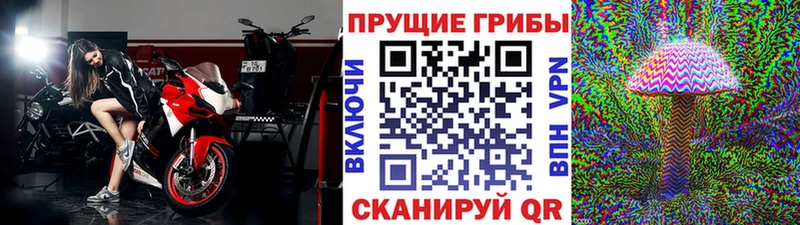 Псилоцибиновые грибы мицелий Алейск